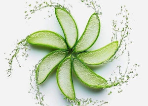 Aloe Vera Medicinal Plant Natural Cosmetics La PIEL Lana Jurcevic 